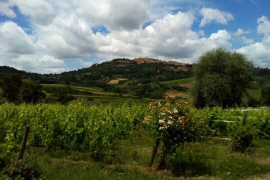 Montepulciano and Pienza Tuscany Wine&Cheese Fullday from Rome