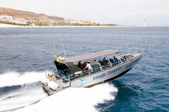 2-Hour Dolphin Watching Experience in Fuerteventura