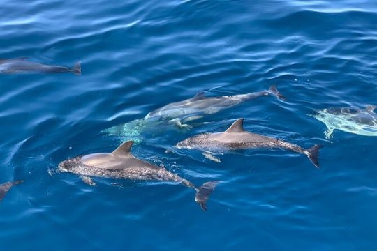 Dolphin Searching Tour in Puerto de Mogán ("EXPLORER" Boat)