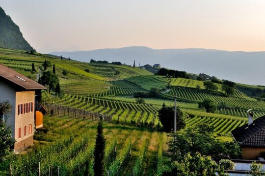 Tuscany Wine Tour from Rome with Private Driver