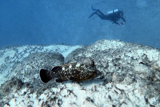 Discover Scuba Diving in Costa Calma