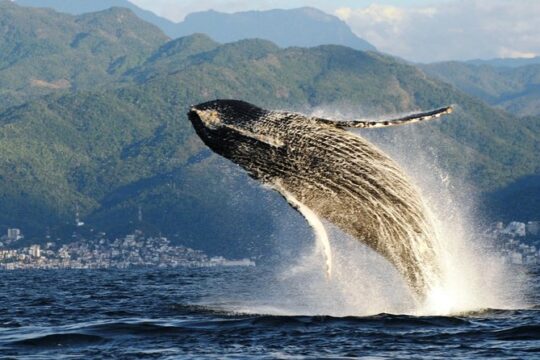 Whale Research Adventure - leaded by marine biologist.