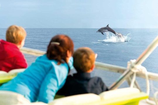 Experience a Sunrise with Dolphins