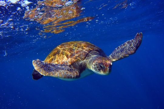 Snorkeling Tour with Sea Turtles and Stingrays