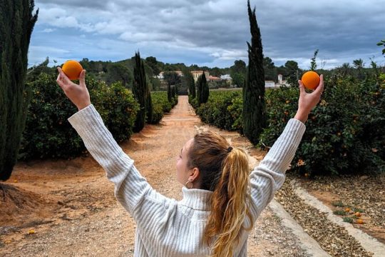 Orange Harvest Experience Exploring a Genuine Citrus Farm