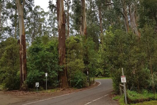 Full-Day Dandenong Ranges Tour with Pickup from Melbourne