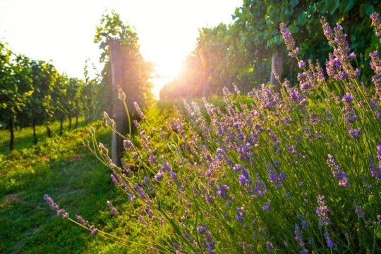 Full-Day Private Provence Wine Tour Experience from Nice