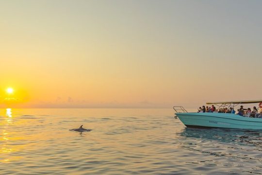 Exclusive Dolphin Watching in Mallorca from Port Alcudia