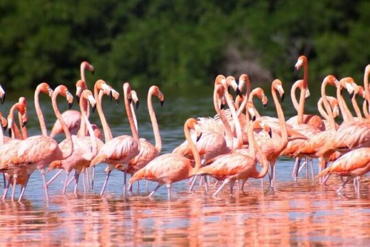 Pink Lake Lagoon and Rio Lagartos Tour from Cancun