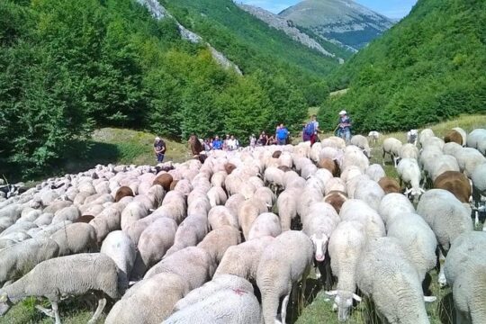A day with the shepherd milking sheeps and making cheese in the National Park of Abruzzo