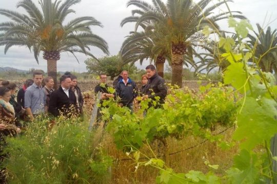 Mallorca Half Day Private Wine Tour with Wine Tasting