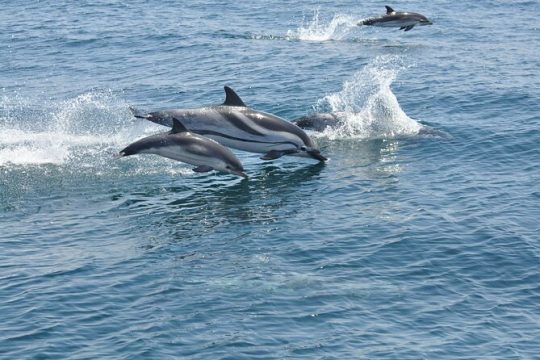 Excursion to Gibraltar with Dolphin Watching from Malaga