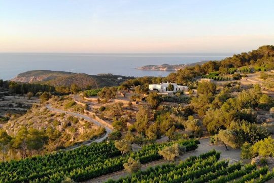 Discover the Essence of Ibiza’s rich wine culture