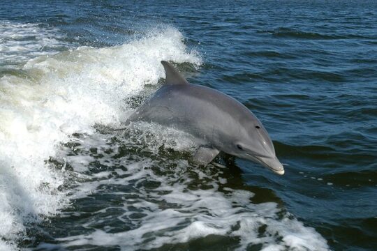 Private Dolphin Watching in Puerto Vallarta for 3 Hours