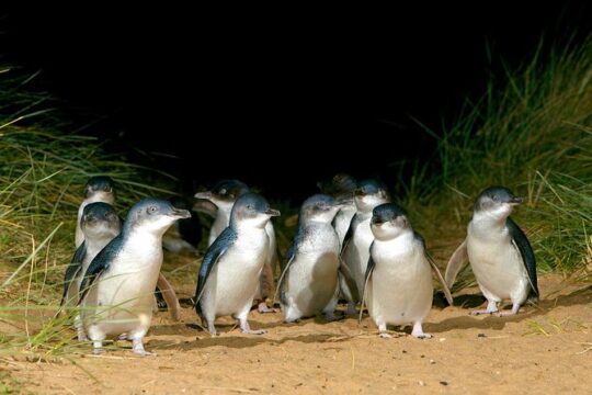 Phillip Island Penguin, Brighton Beach, Moonlit Sanctuary from Melbourne
