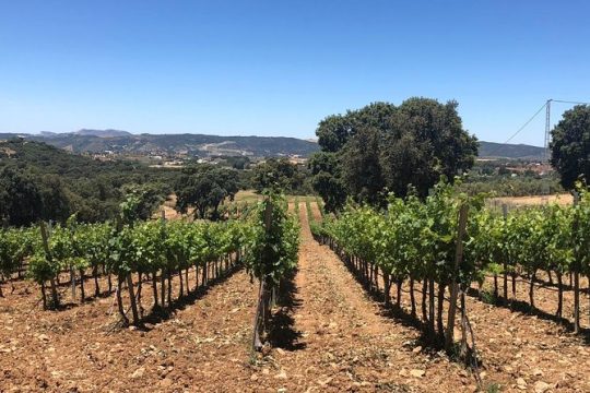 Ronda Full Day Wine Tour from Marbella