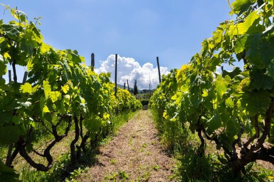 Guided Wine Tasting Experience in a Roman Vineyard