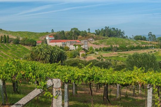 Albariño trails Private Wine Tour/Shore excursion from Vigo