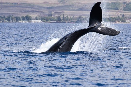 Private tour Fee to see whales and dolphins