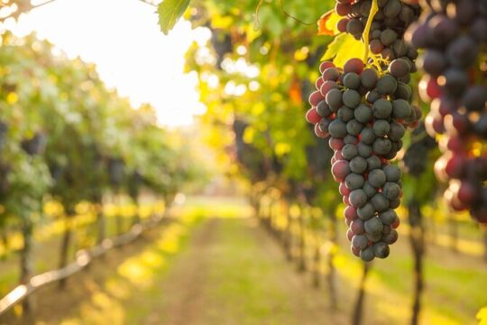 Tuscia Delights: Pitigliano Excursion and Wine Tasting Experience