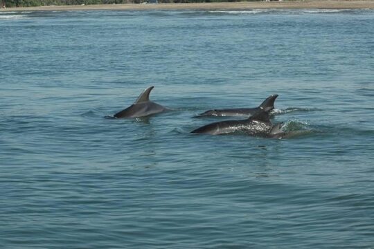 Dolphin Encounter