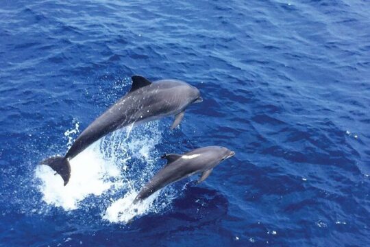Palma de Mallorca - Dolphin Watching and Snorkeling