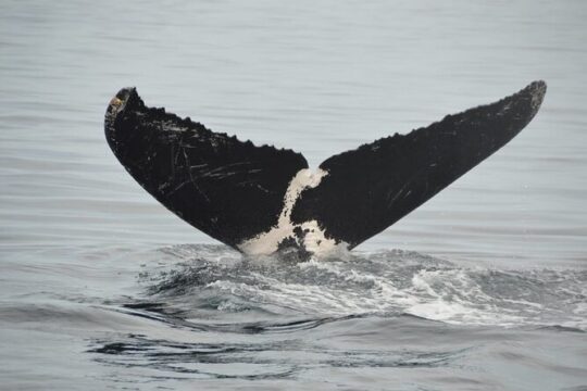 Whale watching 3 hours in Puerto Vallarta