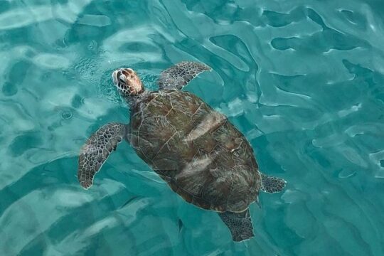 The Curacao Private Beach Hopping / Snorkeling Tour