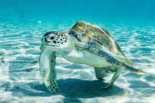 Snorkel with Turtles & Kenepa Grandi Beach: Nr.1 Island Day Trip