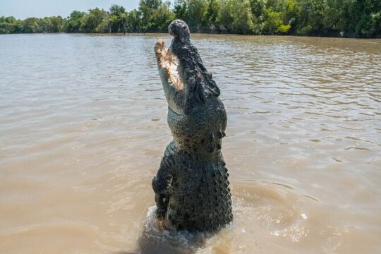 Crocodile Jumping Boat Cruise with Transfer from Darwin