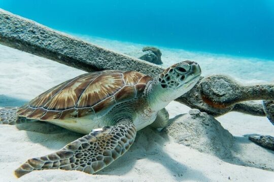 Turtle bay Windmills Knip beach & Flamingo Safari Truck Tour