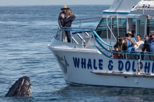 Private tour: Port Stephens, departing Newcastle - Whales!