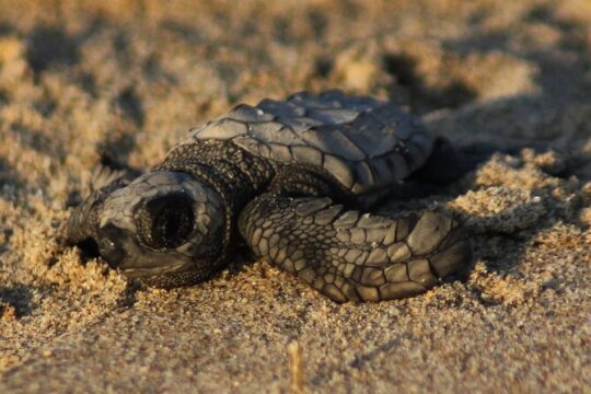 Encounter with the nature at the sea turtle camp