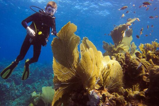 Private 2 Tank Guided Experience in Curaçao for certified divers