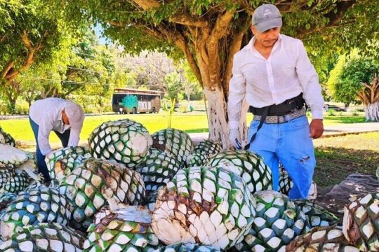 Private Tequila Farm Distillery Tour w/ Transportation