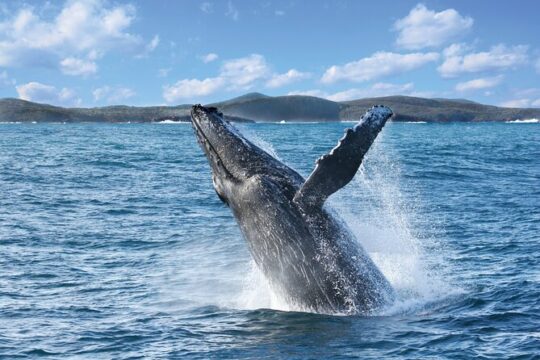 Port Stephens: Whale Watching Cruise