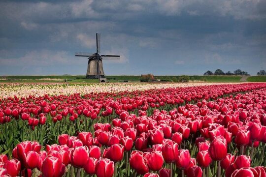 Zaanse Schans Windmills-Volendam-Giethoorn Private Tour in Jaguar