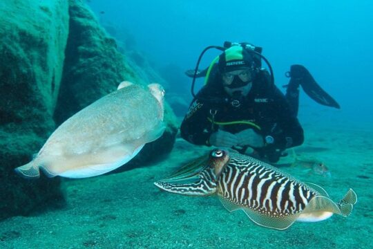 Single Dive for qualified divers from shore, region Puerto del Carmen.