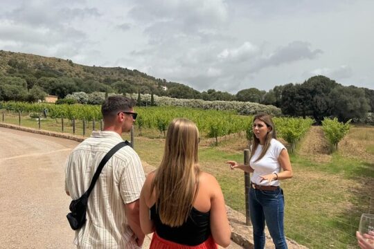 Alcudia Vineyard Tour and Exclusive Wine Tasting Experience
