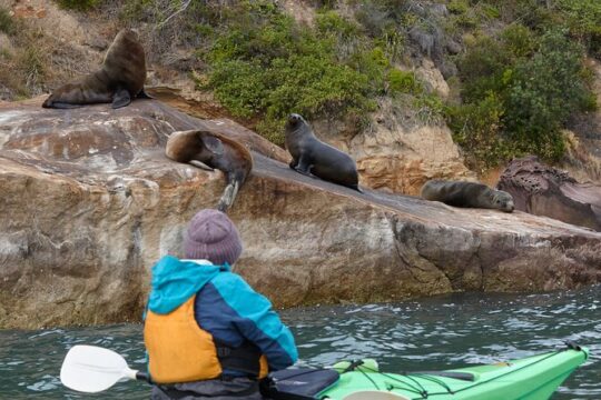 Sydney Kayak Seal Encounter Adventure with Gourmet Food