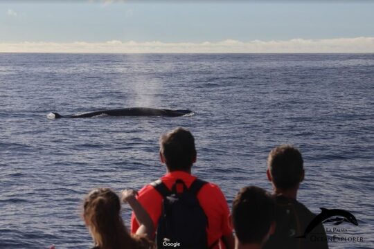 Whales & dolphins plus coastal highlights in La Palma with marine biologists