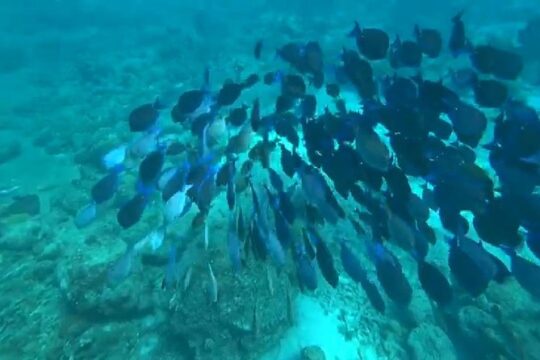 TUGBOAT snorkeling trip