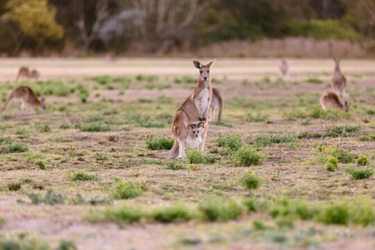 Kangaroos and Mountain Views Day Tour from Gold Coast