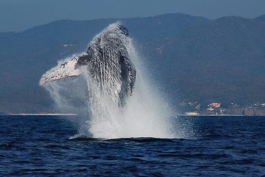 Whale and Dolphin Watching with a Biologist in Puerto Vallarta