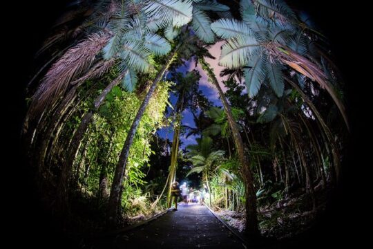 Night Walk in Cairns Botanic Gardens - Let's Go Buggin