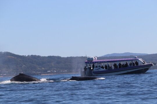 Whale Watching in Coffs Harbour