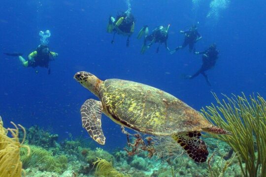 Guided shore dive on one of our house reefs for Certified Divers.